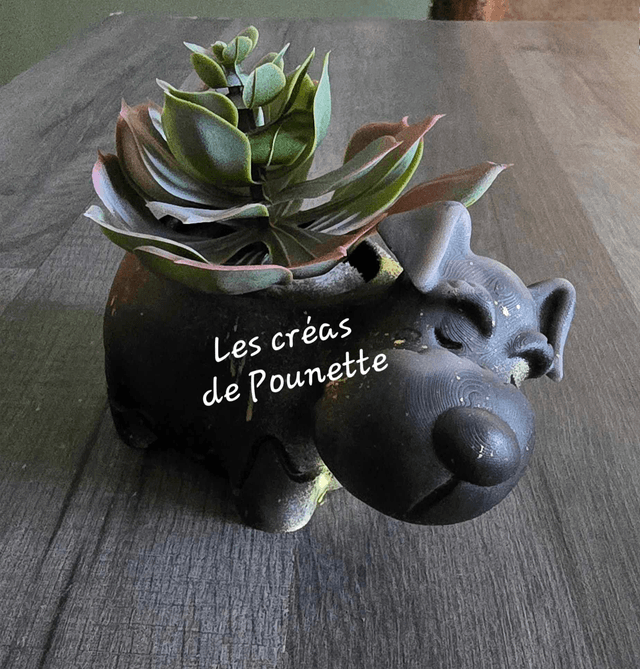 Petits pots chats et chiens pour succulentes