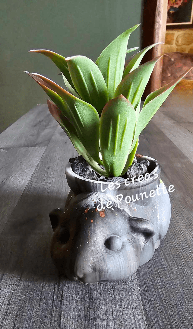 Petits pots renards et cochon d'inde pour succulentes